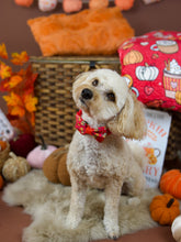 Lade das Bild in den Galerie-Viewer, Feeling Pupkin Spicy - Halsband