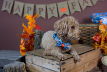 Lade das Bild in den Galerie-Viewer, I am nuts about You - Halsband