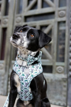 Lade das Bild in den Galerie-Viewer, Totally Koalafied - Bow / Sailor Bow