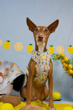 Lade das Bild in den Galerie-Viewer, Pawtida de Coco - Geschirr