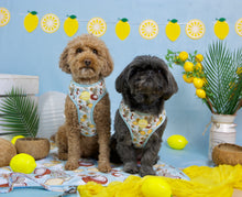 Lade das Bild in den Galerie-Viewer, Pawtida de Coco - Geschirr