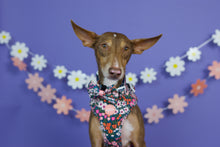 Lade das Bild in den Galerie-Viewer, Flower Field - Geschirr