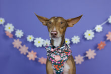 Lade das Bild in den Galerie-Viewer, Flower Field - Bow