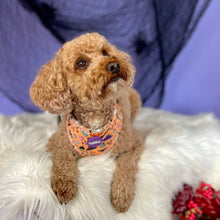 Lade das Bild in den Galerie-Viewer, Hocus Pawcus - Geschirr