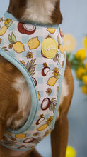 Lade das Bild in den Galerie-Viewer, Pawtida de Coco - Geschirr
